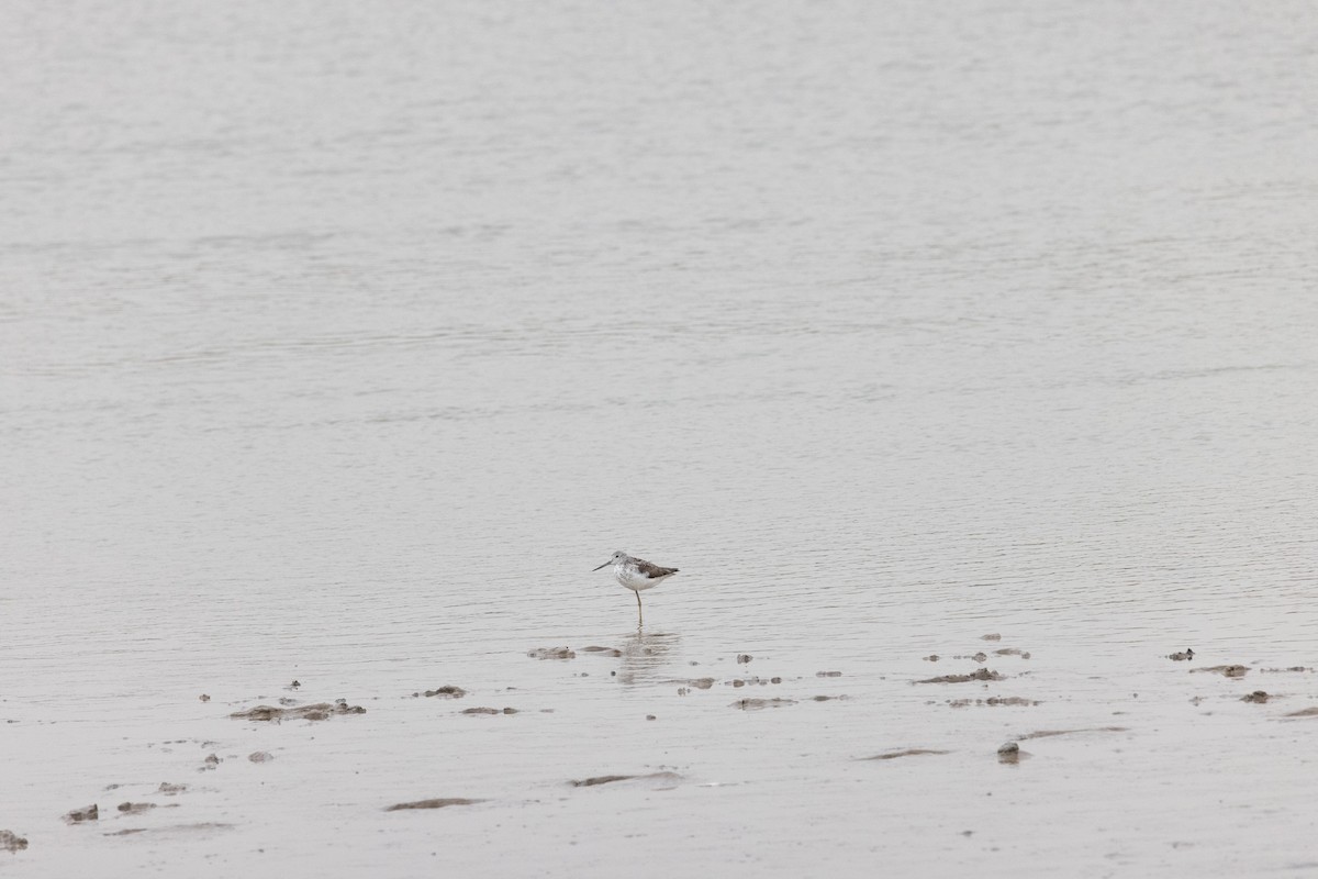 Common Greenshank - ML370132541