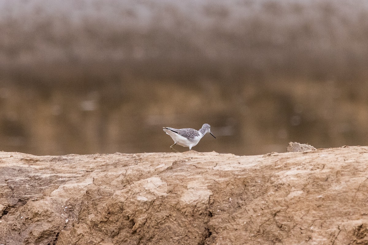 Common Greenshank - ML370132551