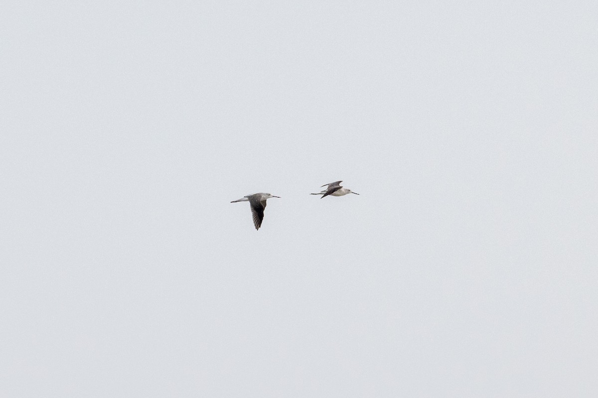 Common Greenshank - ML370132571