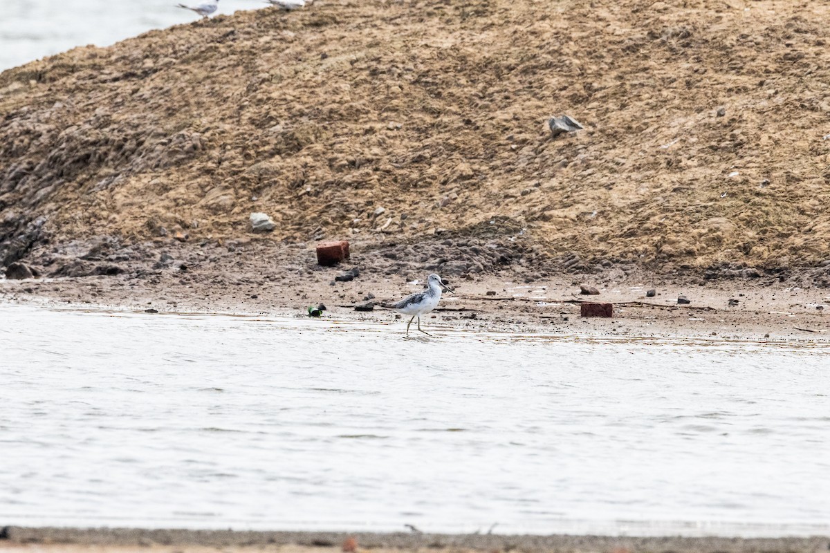 Common Greenshank - ML370132581