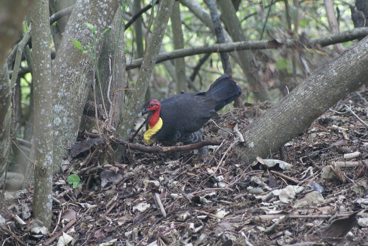 Australian Brushturkey - ML370133261