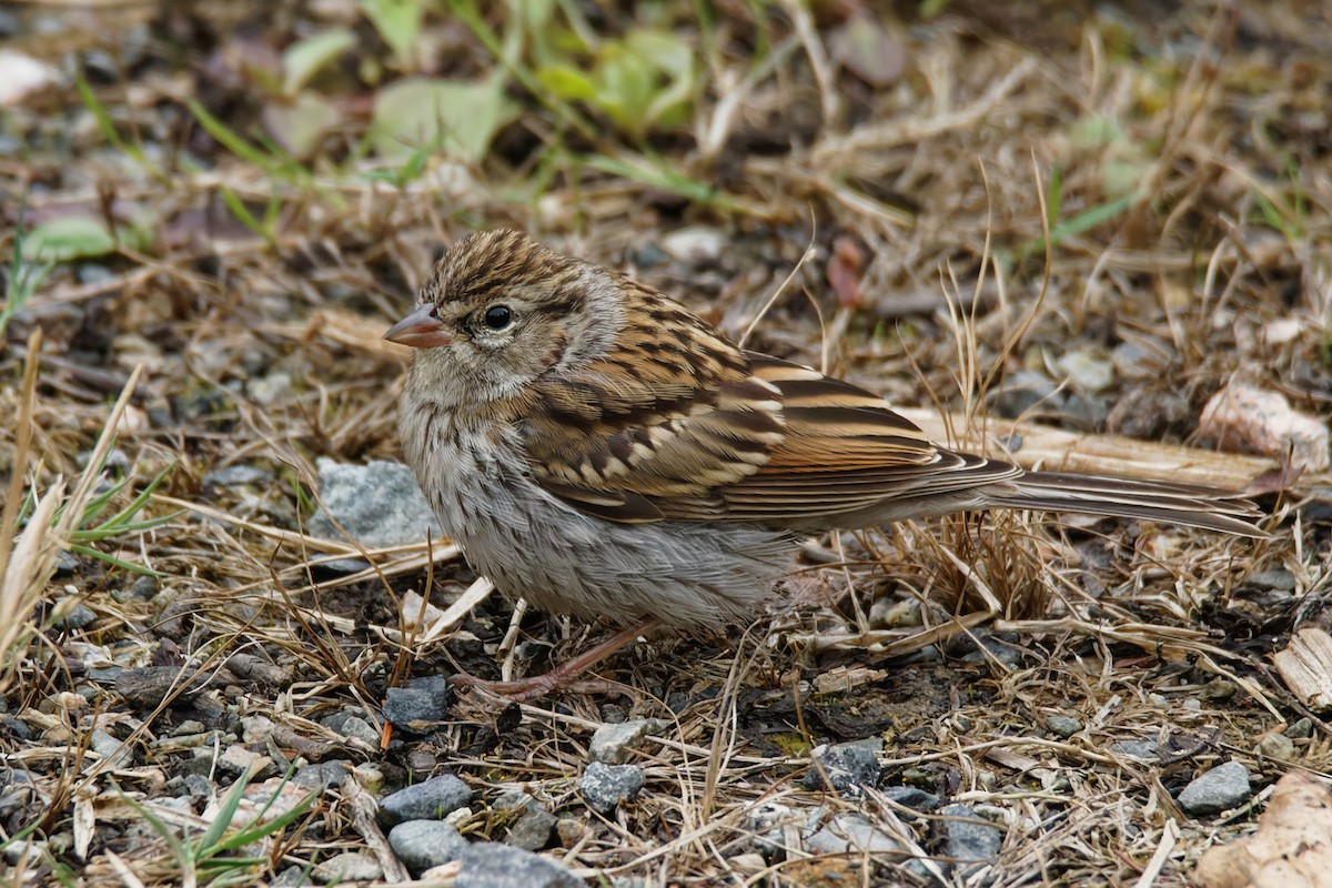 Chipping Sparrow - ML370133751