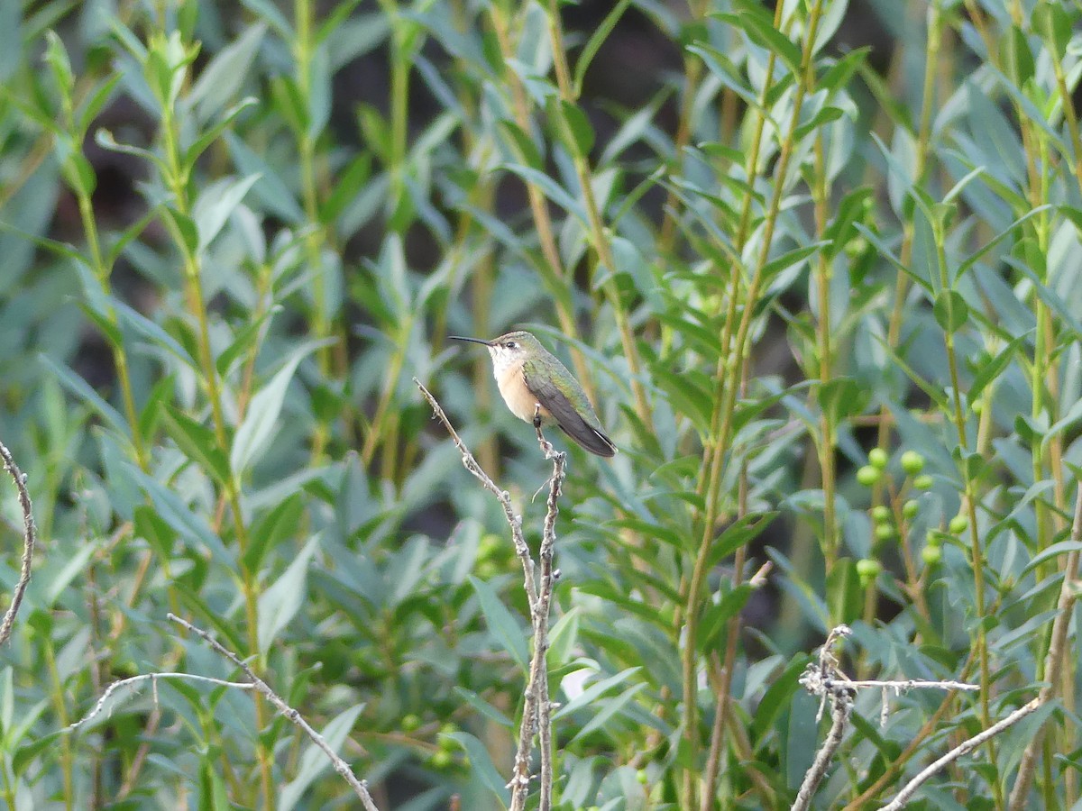 Calliope Hummingbird - ML370134031