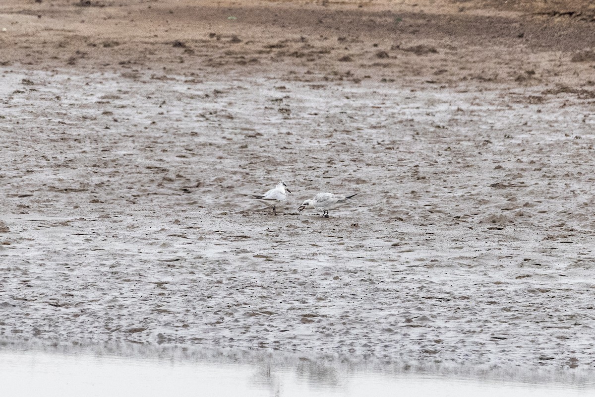 Gull-billed Tern - ML370134301