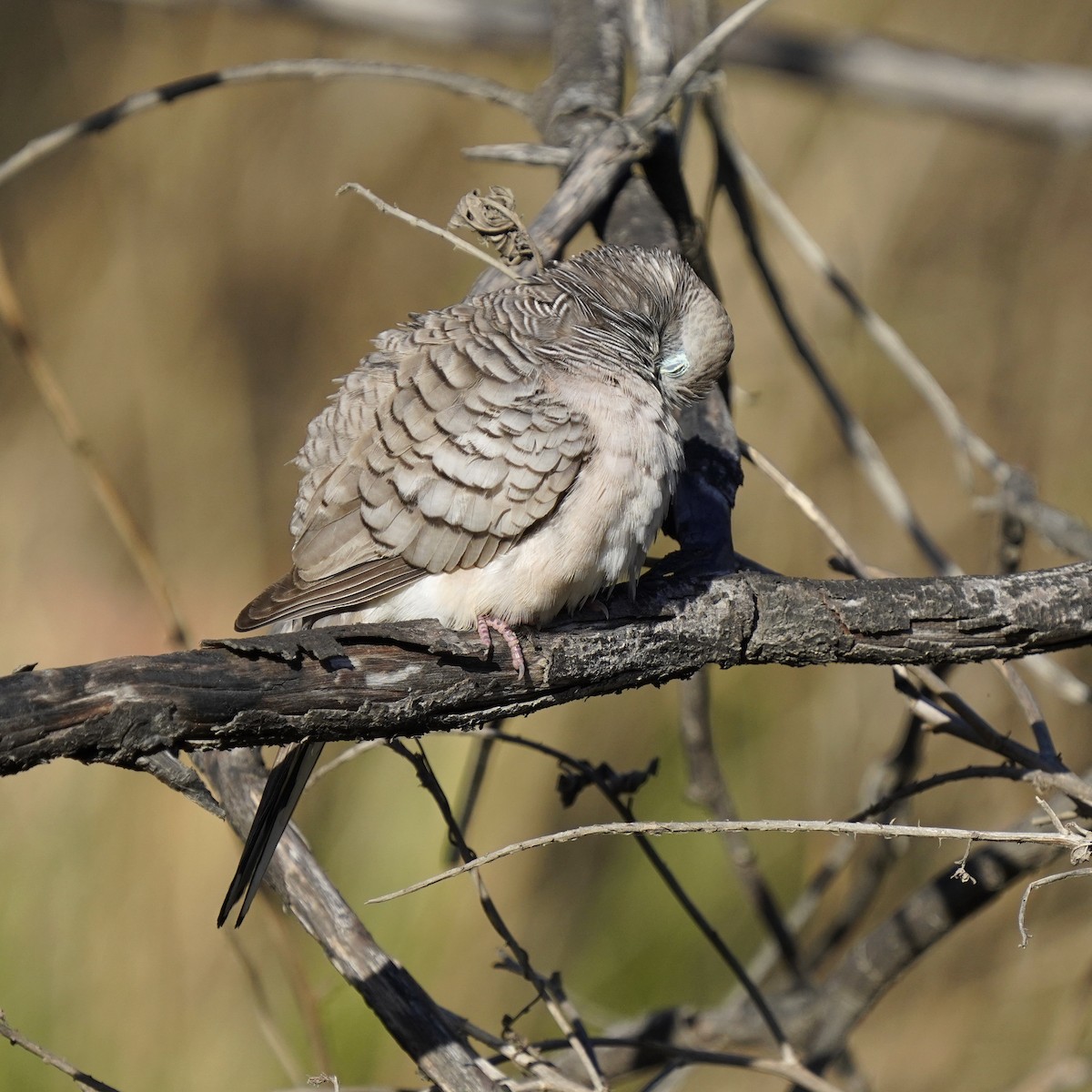 Peaceful Dove - ML370134901