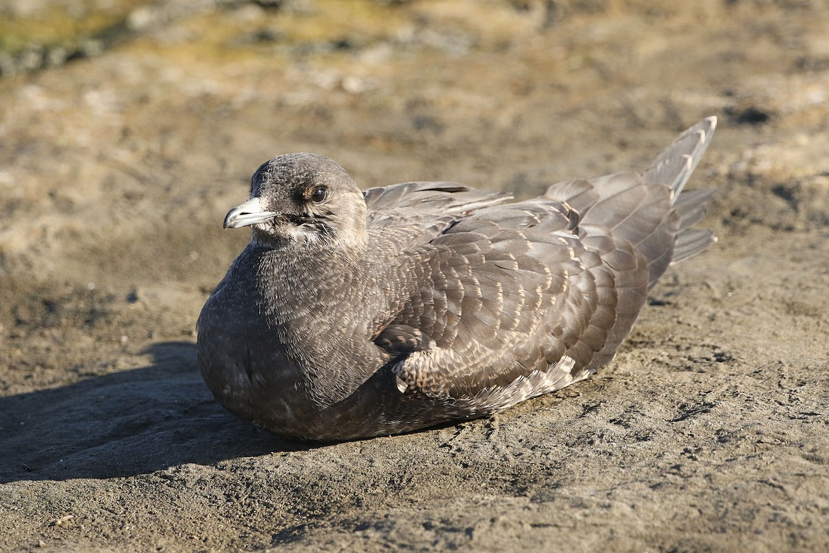 Parasitic Jaeger - ML370135701