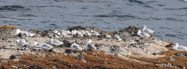 Sanderling - Franklin Haas