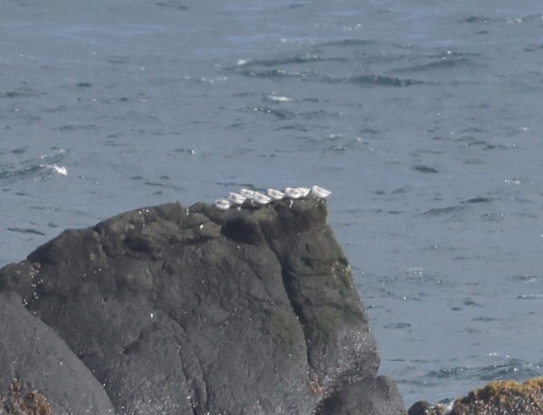 Bécasseau sanderling - ML370137761