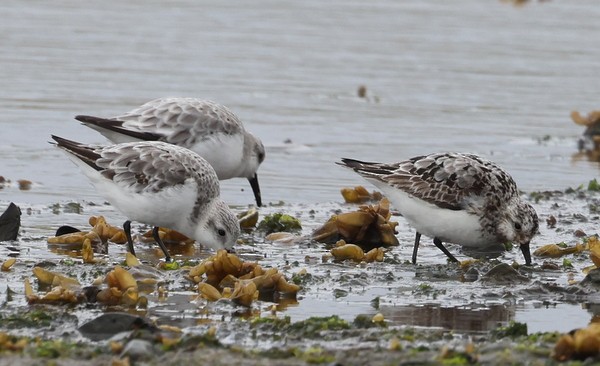 Sanderling - Franklin Haas