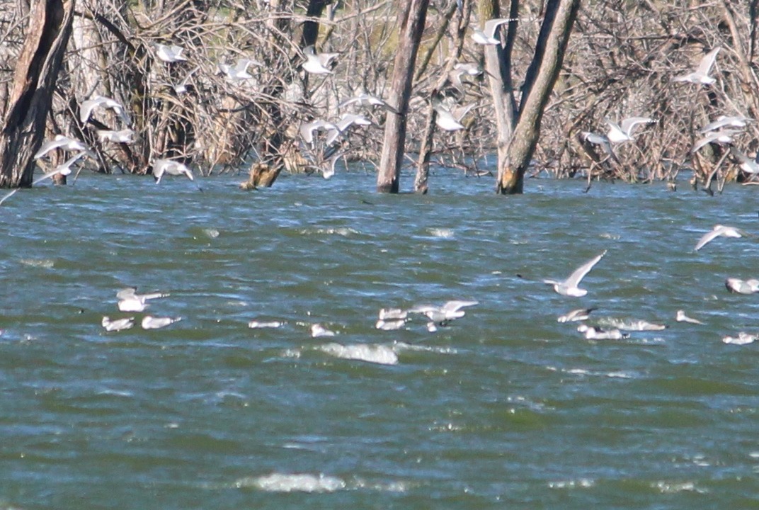 Franklin's Gull - ML37013791