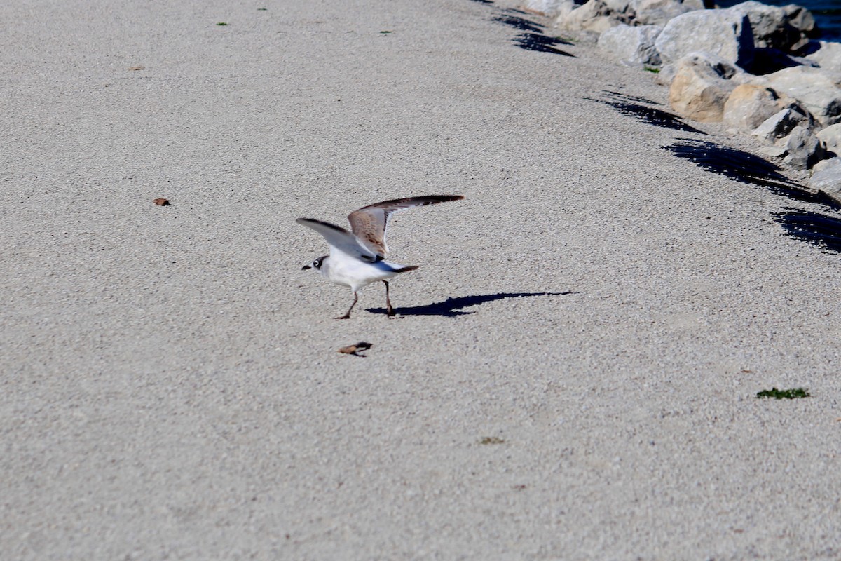 Franklin's Gull - ML37013841