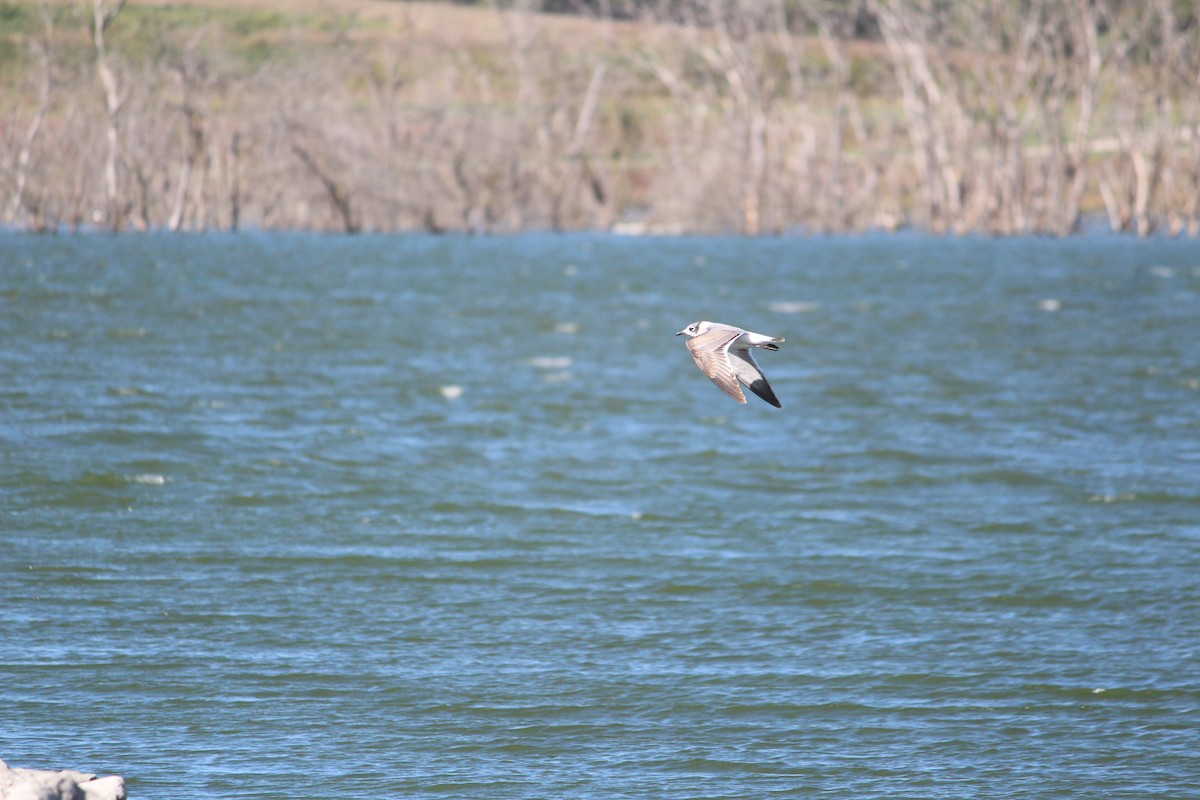 Franklin's Gull - ML37013901