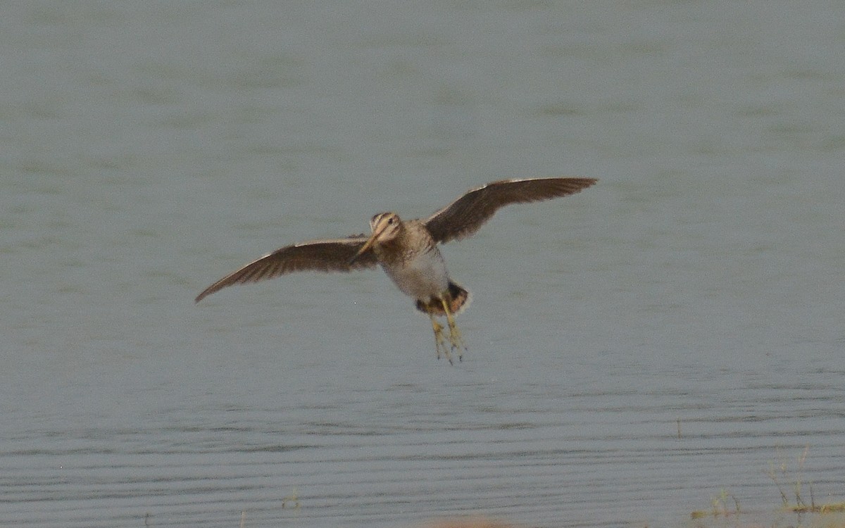 Swinhoe's/Pin-tailed Snipe - ML370140961