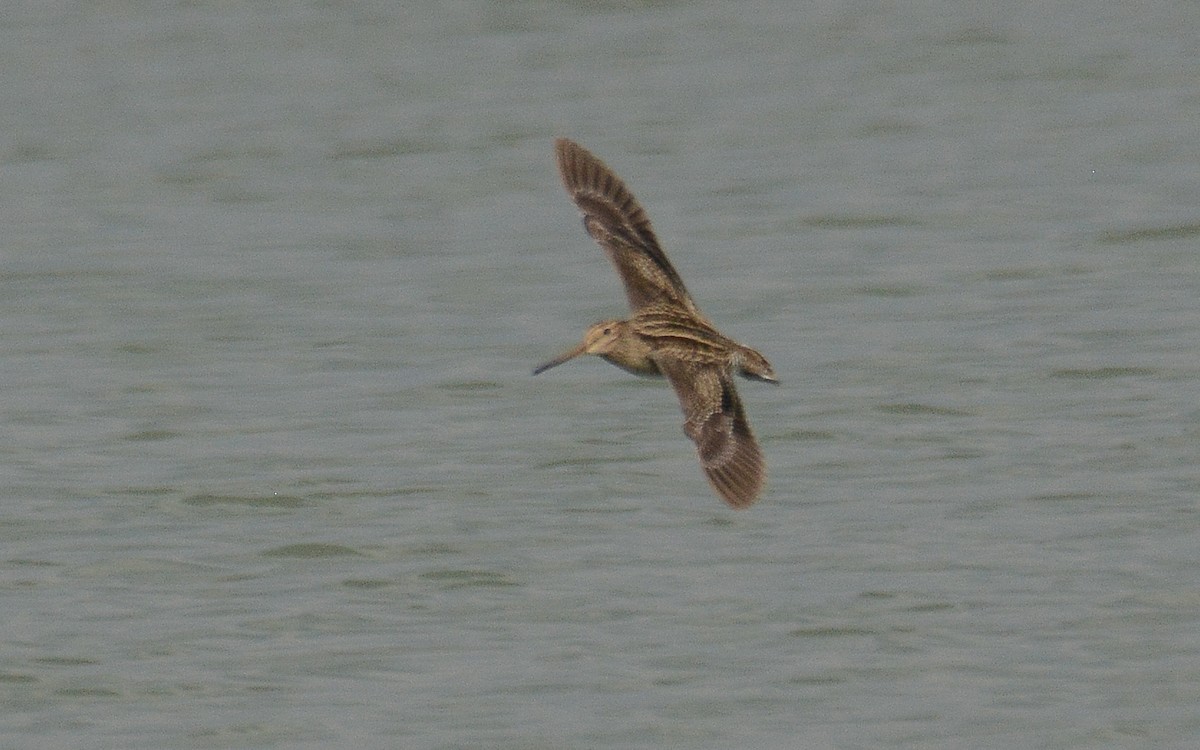 Swinhoe's/Pin-tailed Snipe - Gaja mohanraj