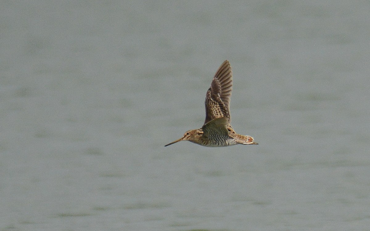 Swinhoe's/Pin-tailed Snipe - ML370140991