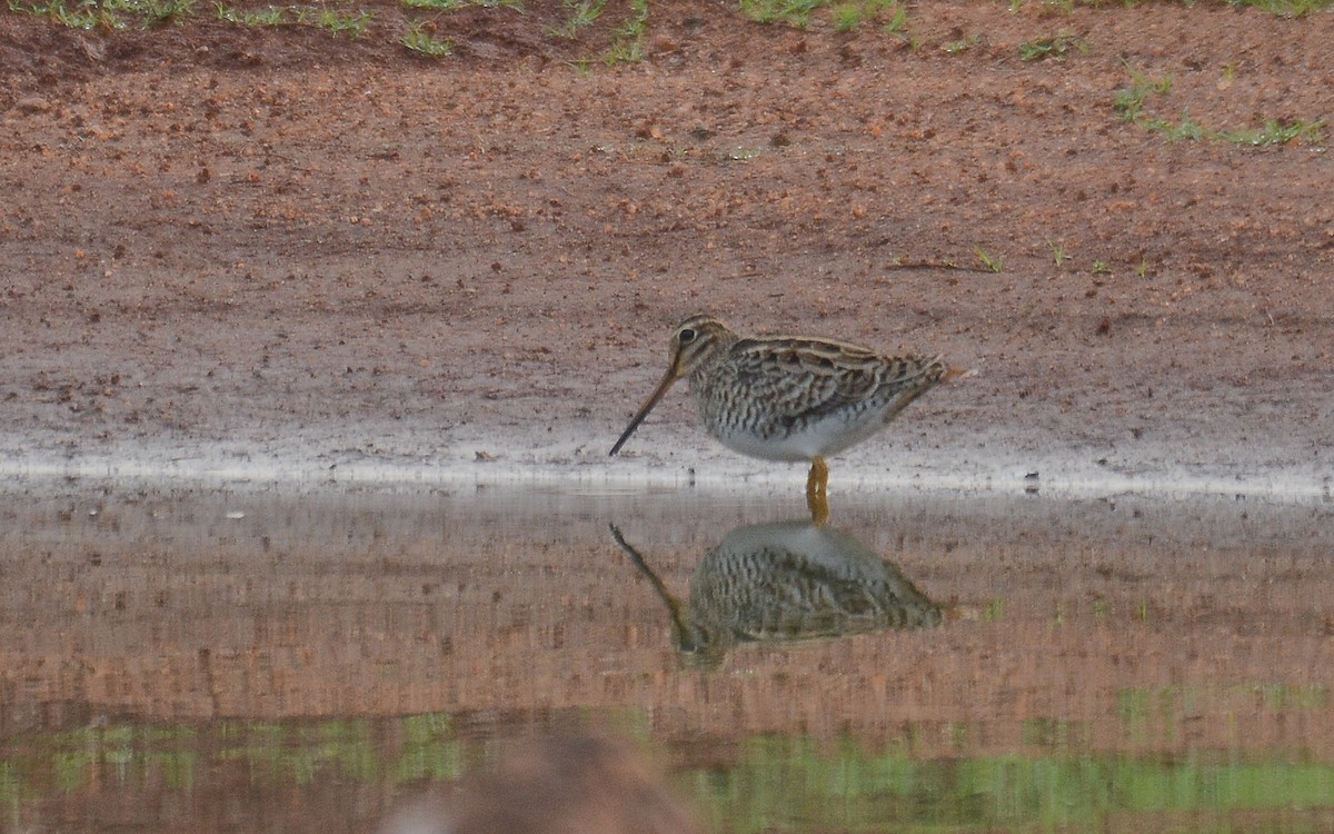 Swinhoe's/Pin-tailed Snipe - ML370141571