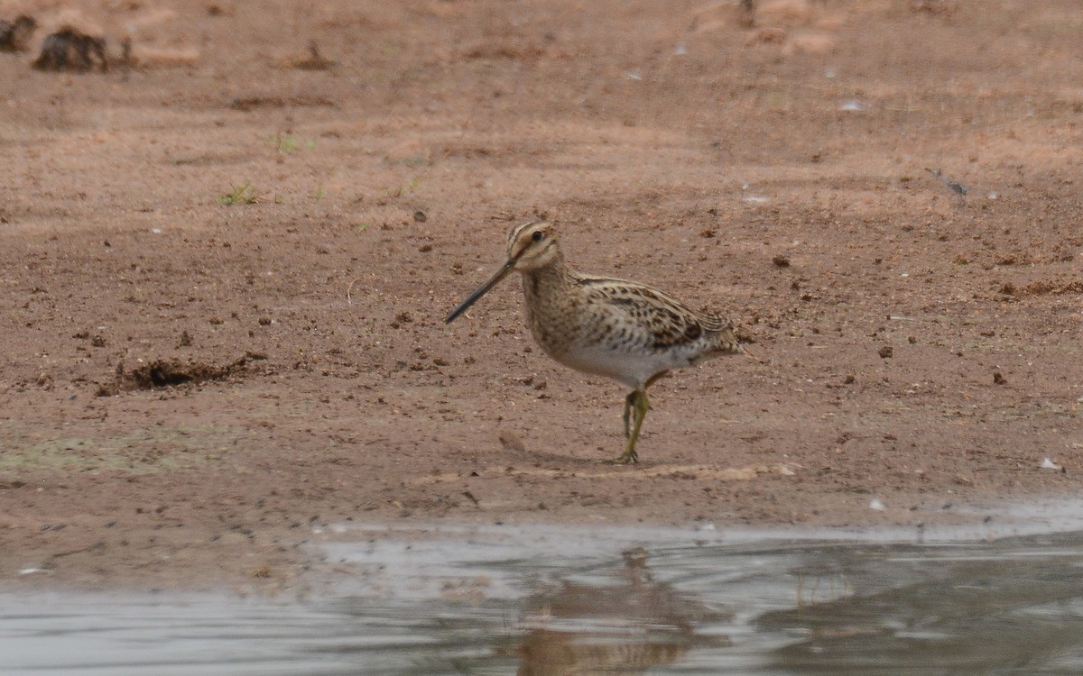 Swinhoe's/Pin-tailed Snipe - Gaja mohanraj