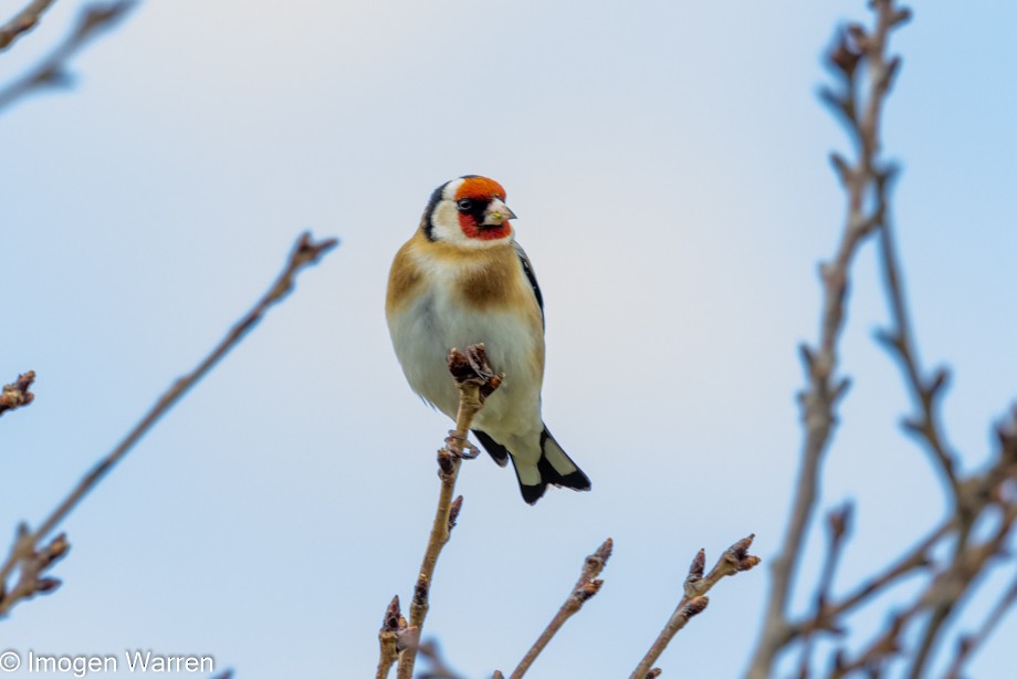 European Goldfinch - ML370144931