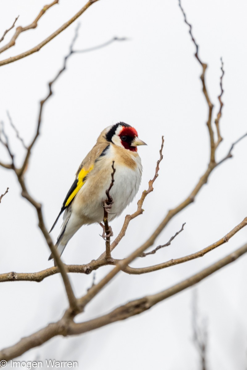 European Goldfinch - ML370144971