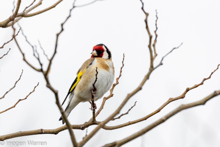 European Goldfinch - ML370144981