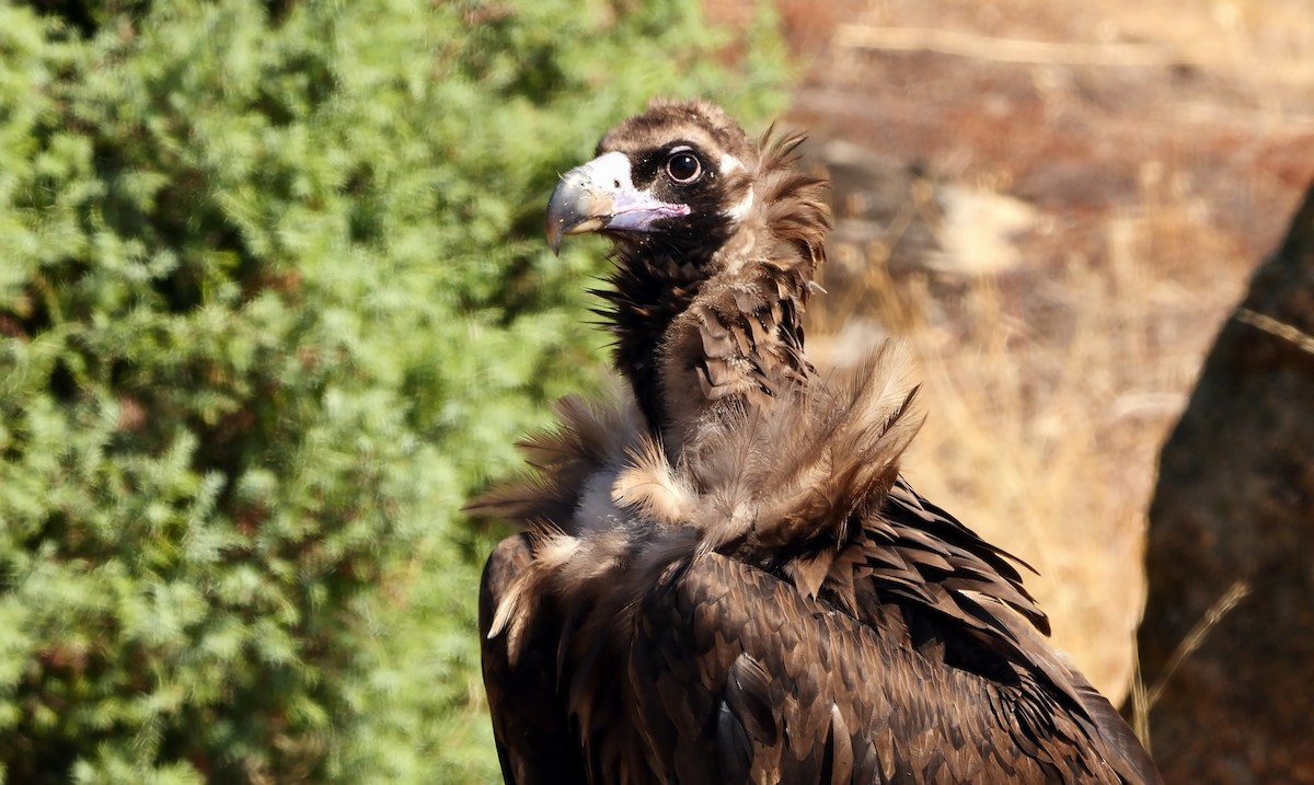 Cinereous Vulture - Josep del Hoyo