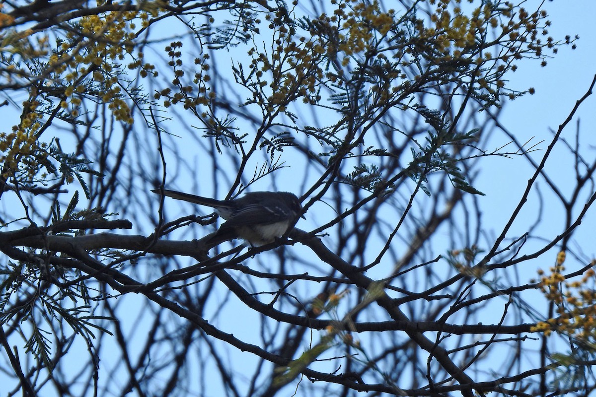 Gray Fantail - Deb & Rod R