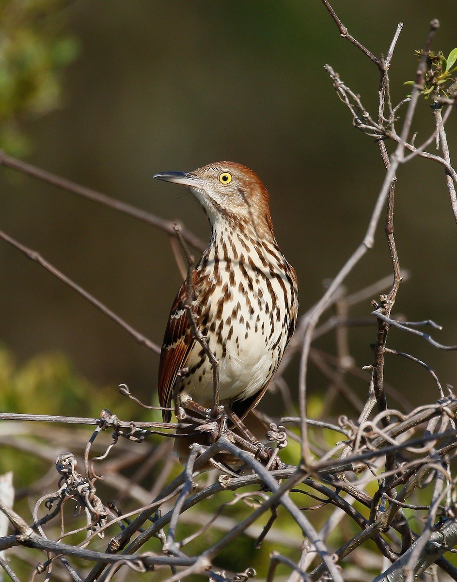 Brown Thrasher - Tom Mast