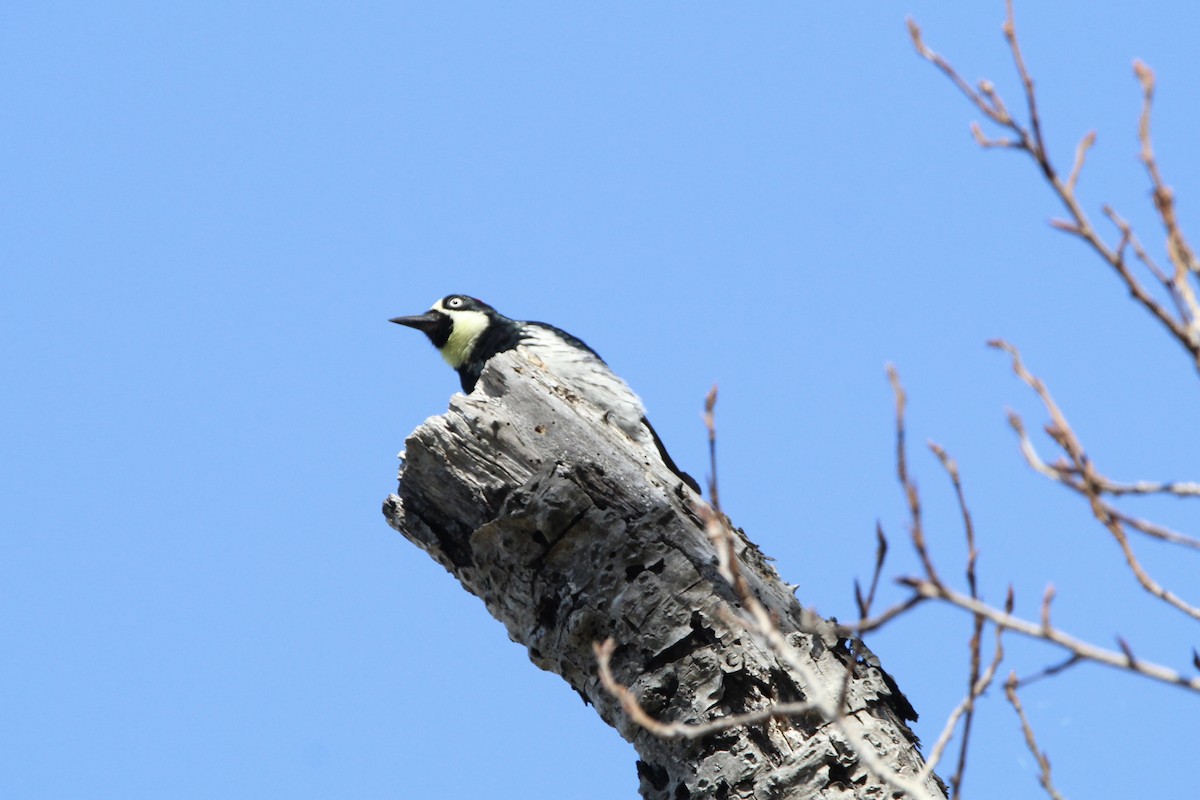 Acorn Woodpecker - Anthony Scott