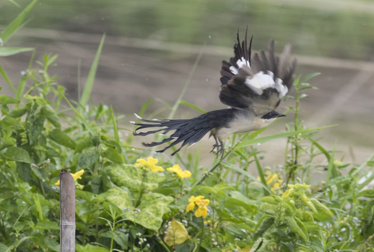 Pied Cuckoo - Zaber Ansary -BirdingBD Tours