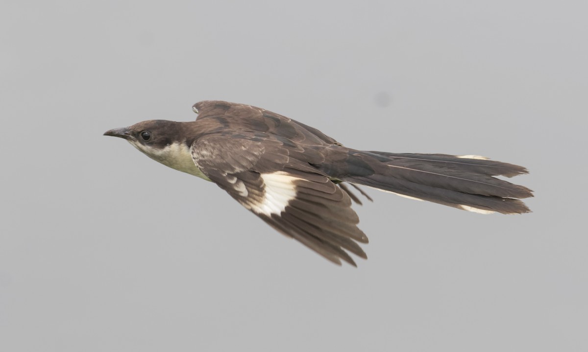 Pied Cuckoo - ML370152331