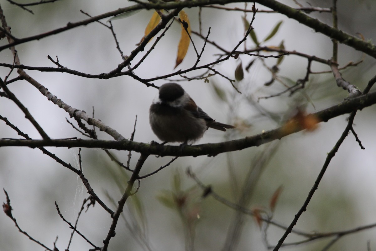 Chestnut-backed Chickadee - ML370152651