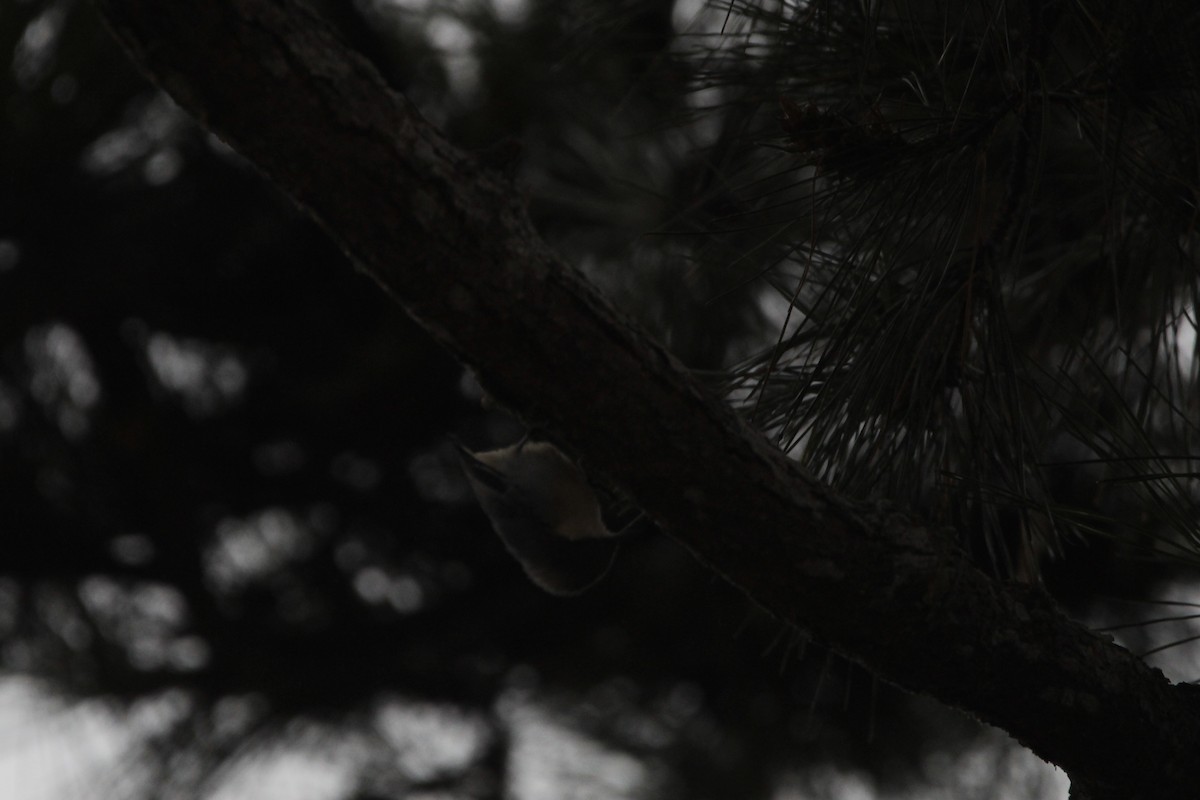 Pygmy Nuthatch - ML370152681