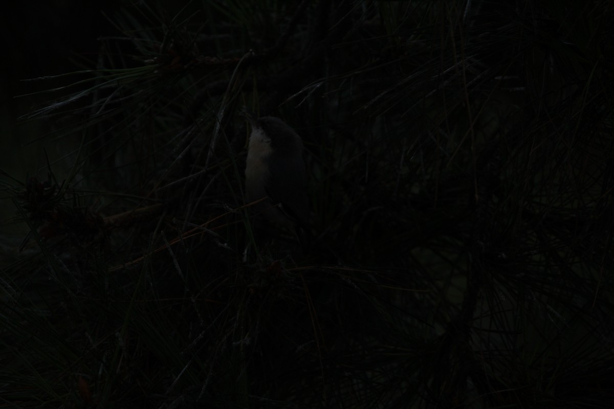 Pygmy Nuthatch - Anthony Scott