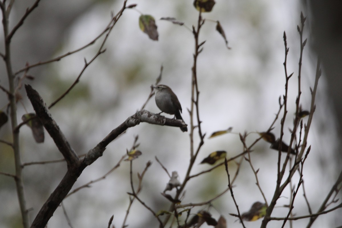 Bewick's Wren - Anthony Scott