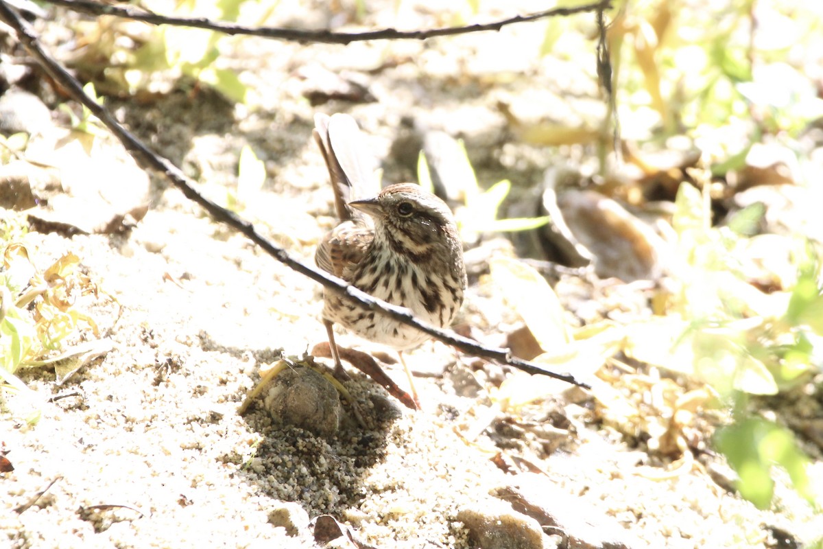 Song Sparrow (heermanni Group) - Anthony Scott