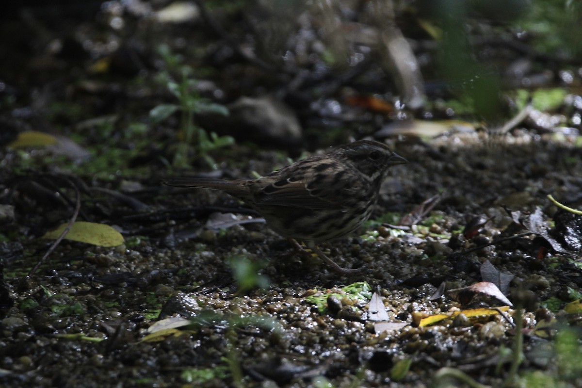 Song Sparrow (heermanni Group) - ML370152861