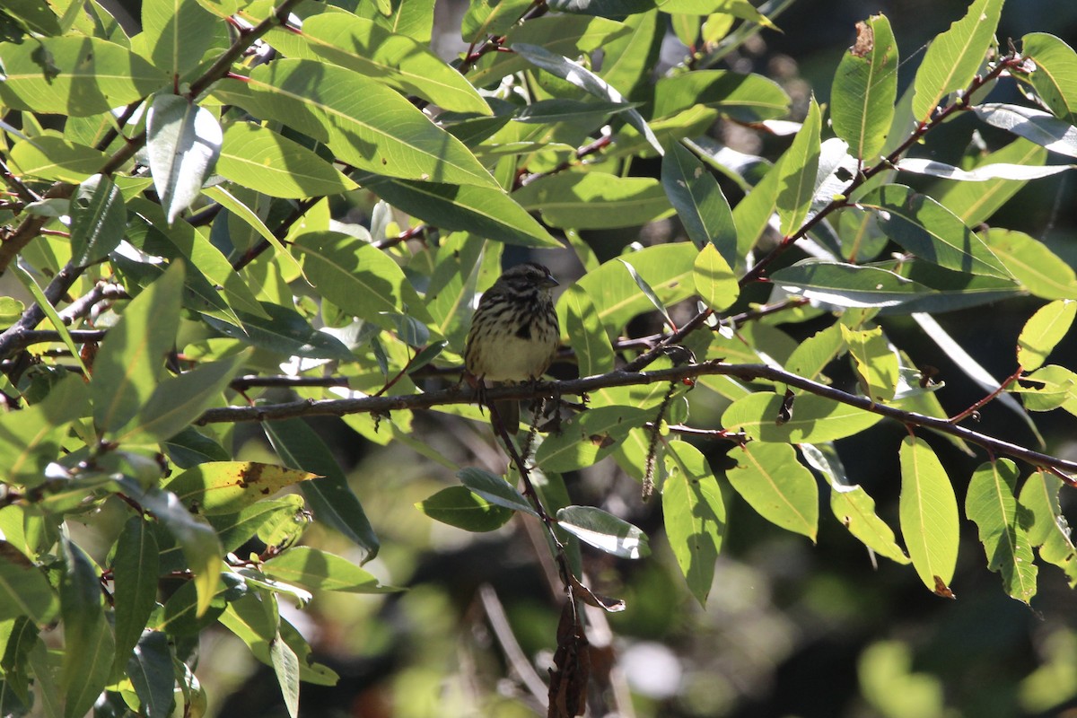 Song Sparrow (heermanni Group) - Anthony Scott