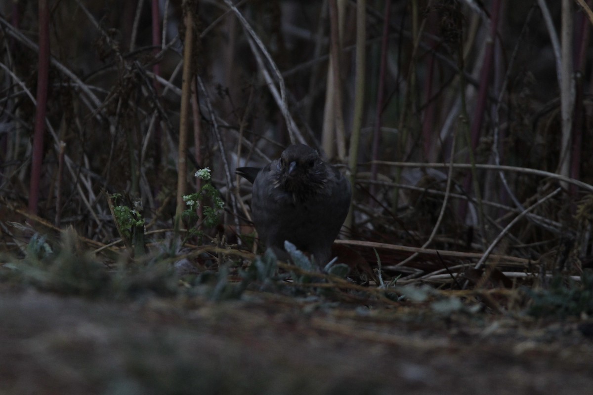 California Towhee - Anthony Scott