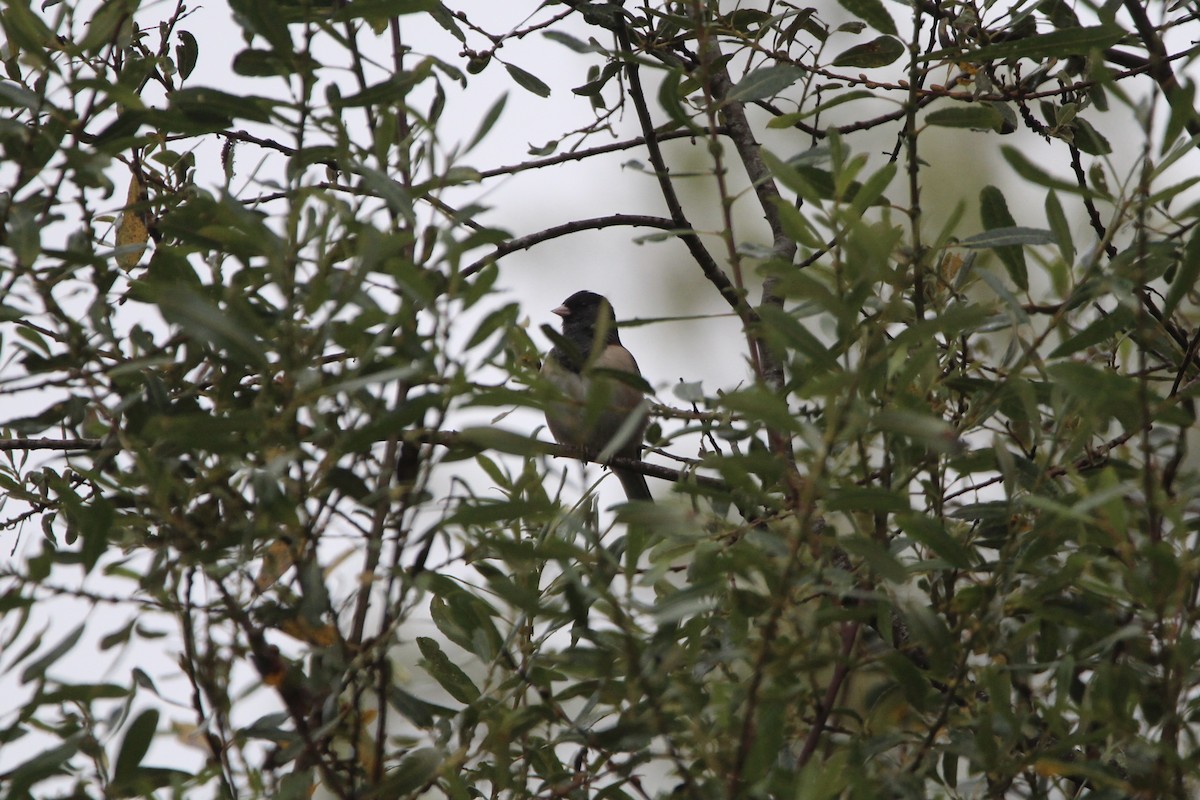 Dark-eyed Junco (Oregon) - ML370152991