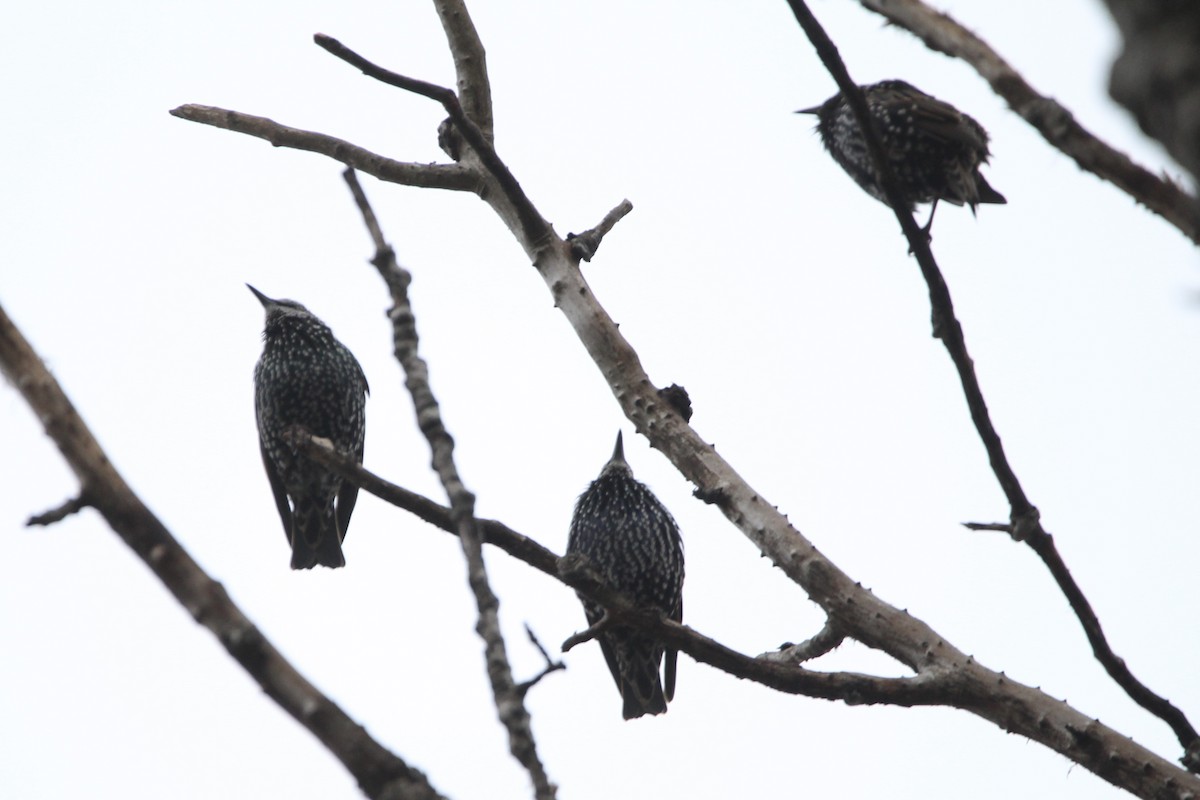 European Starling - Anthony Scott