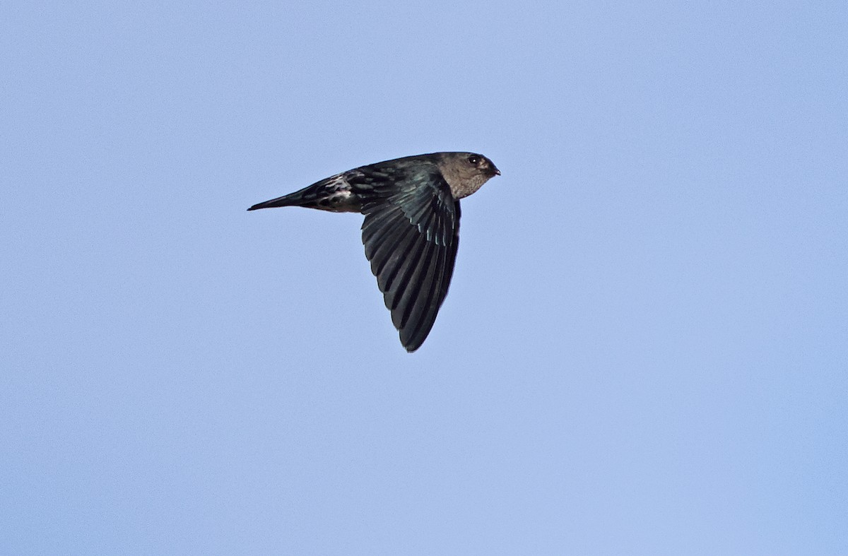 Gray-rumped Swiftlet - Robert Hutchinson