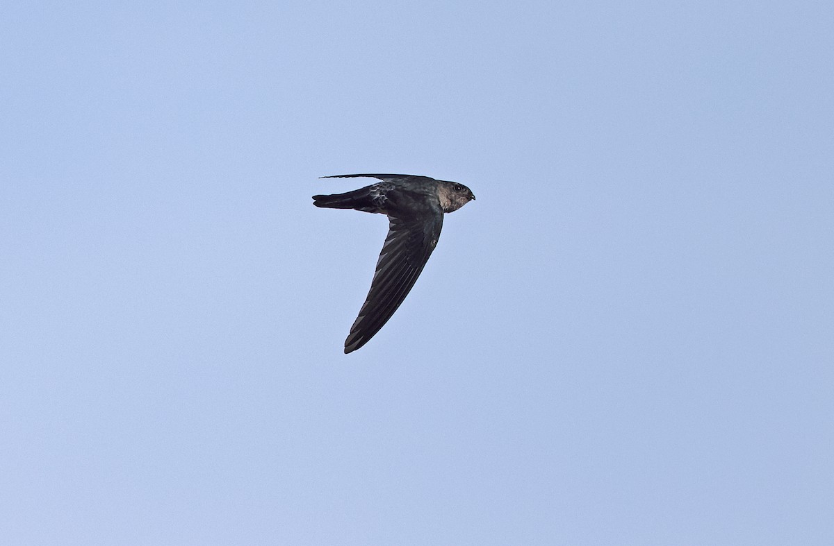 Gray-rumped Swiftlet - Robert Hutchinson