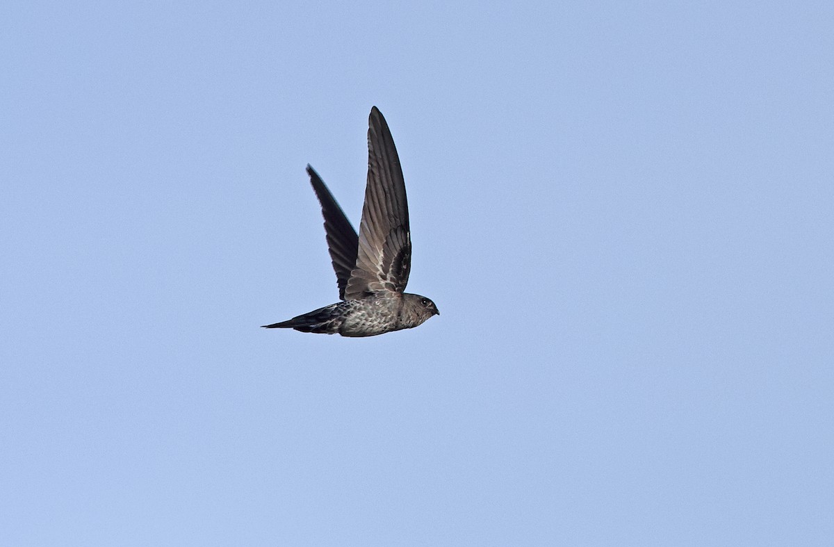 Gray-rumped Swiftlet - Robert Hutchinson