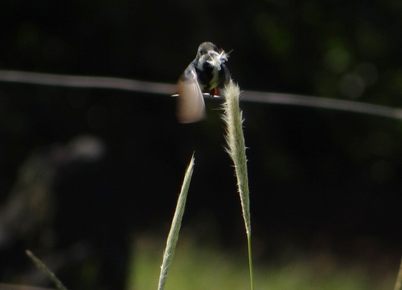 Black-throated Mango - Leyla Cuello