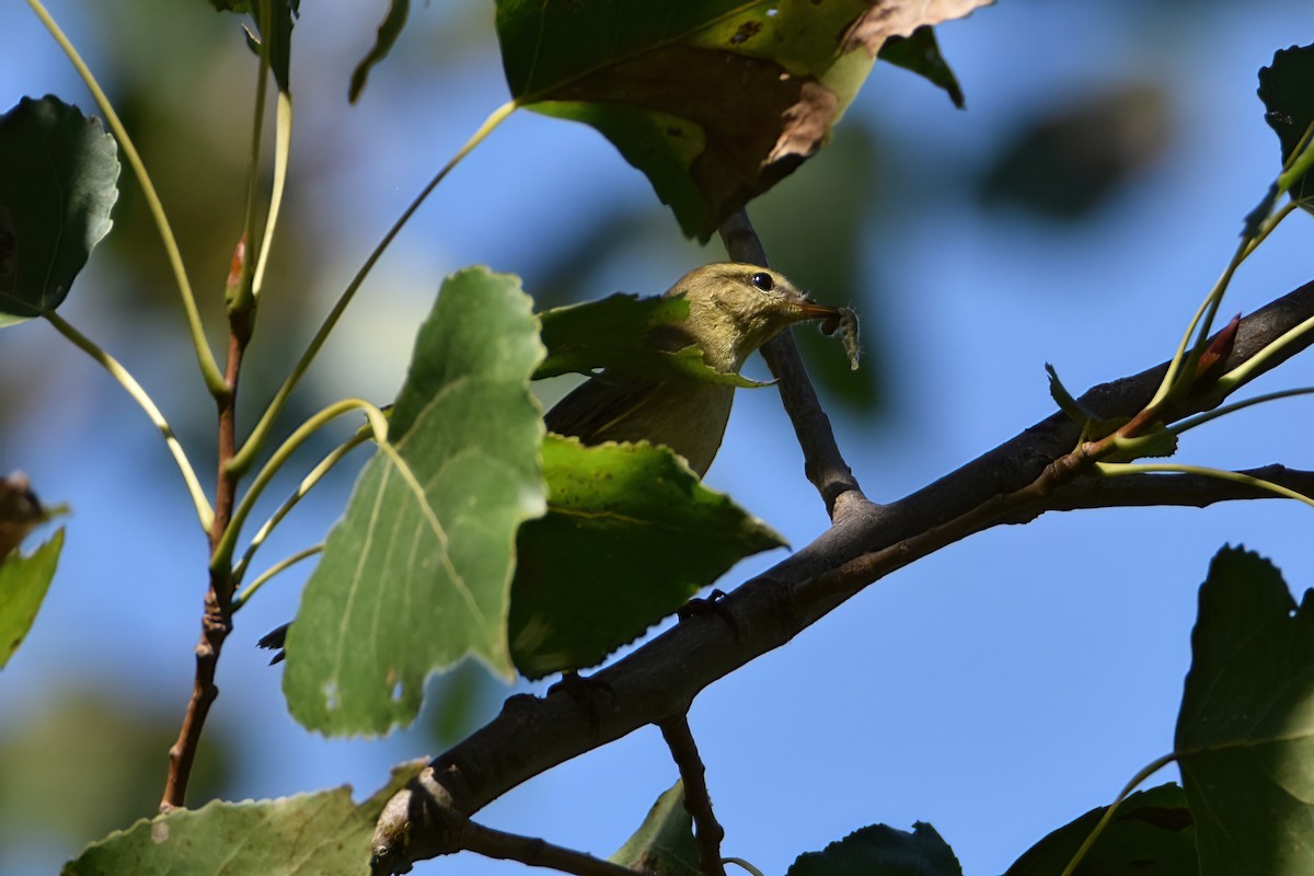 Willow Warbler - ML370155471