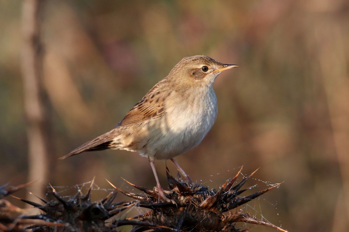 Common Grasshopper Warbler - ML370155681