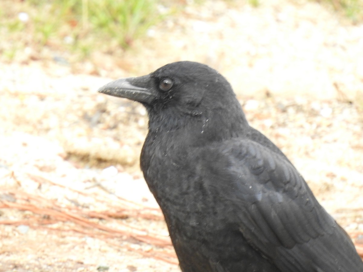 American Crow - ML370156181