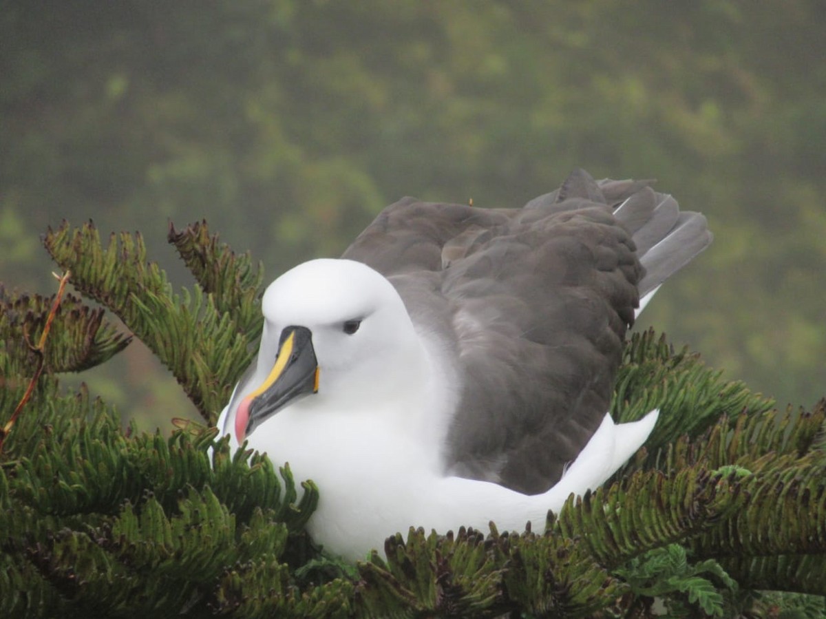 Indian Yellow-nosed Albatross - ML370156851