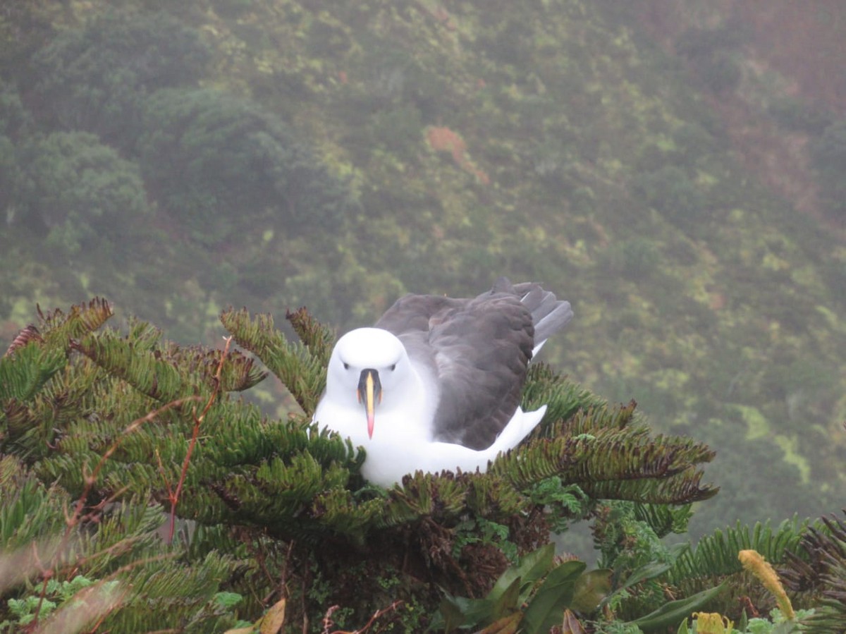 Indian Yellow-nosed Albatross - ML370156861