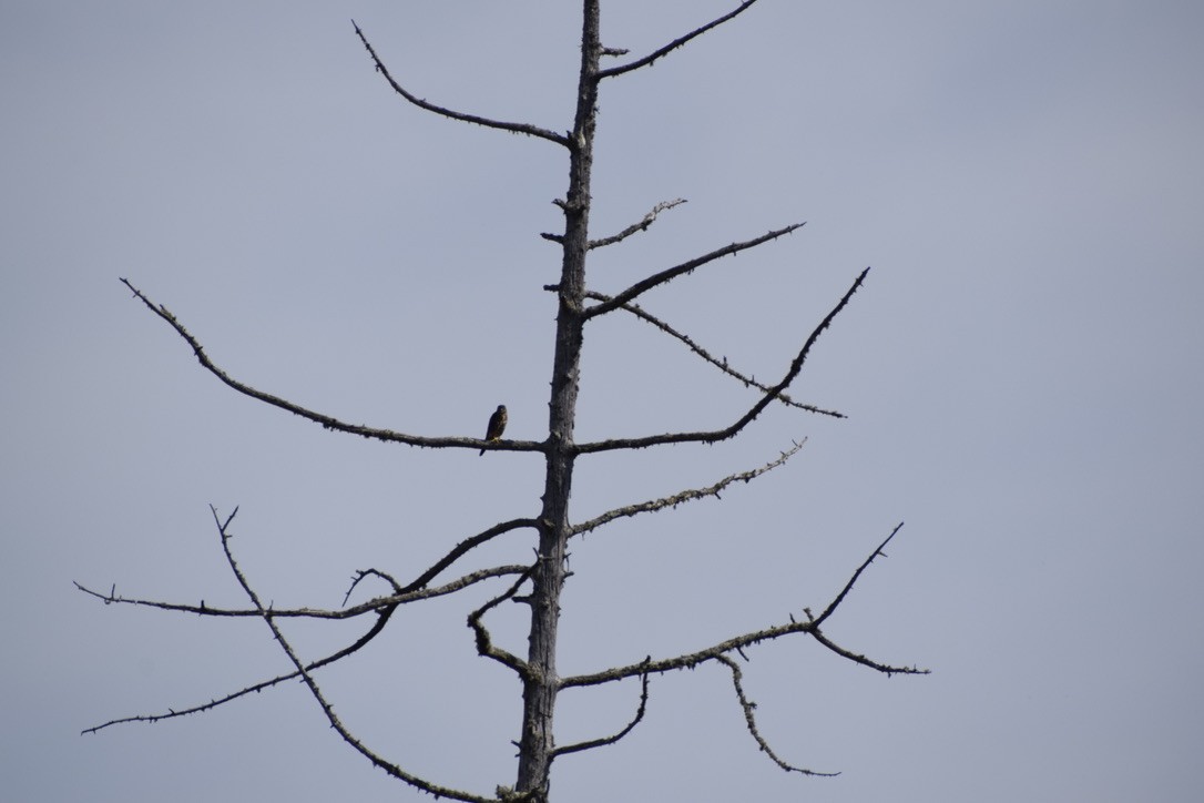 American Kestrel - ML370158571